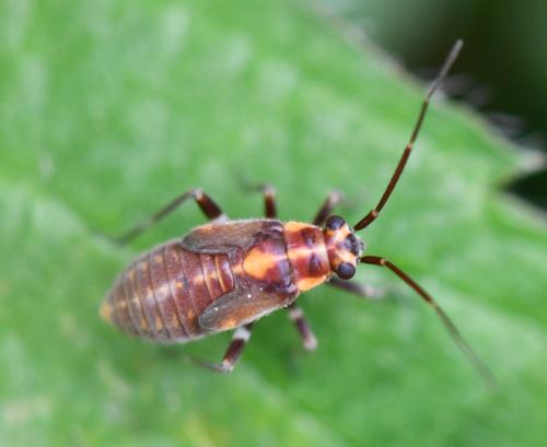Réf. 322 791 : Capsodes flavomarginatus